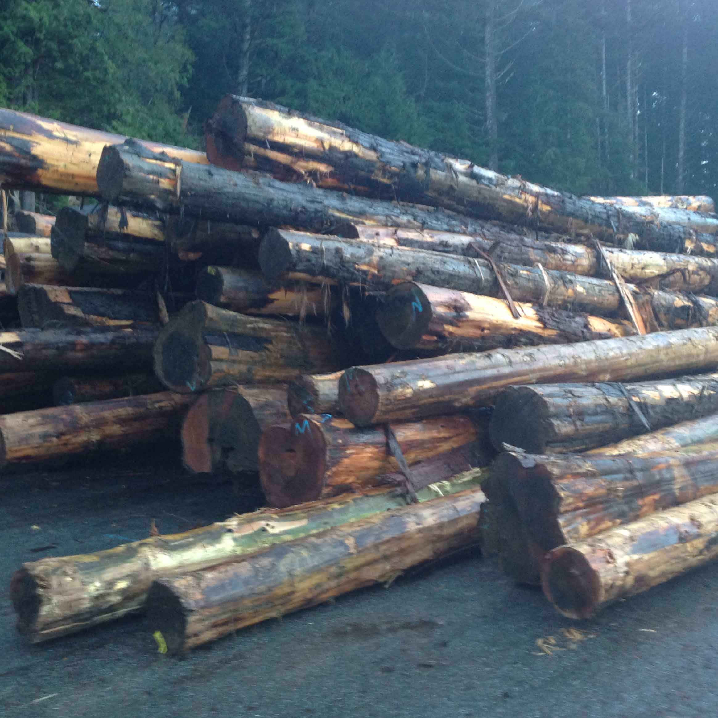 Western Red Cedar Logs Fell in British Columbia